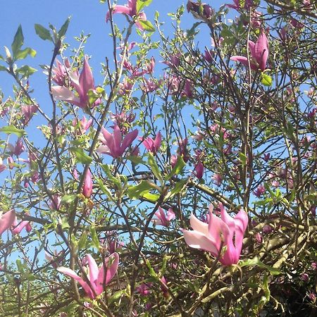 La Magnolia Appartement Riccò del Golfo di Spezia Buitenkant foto