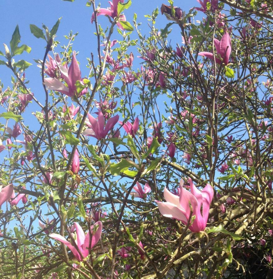 La Magnolia Appartement Riccò del Golfo di Spezia Buitenkant foto